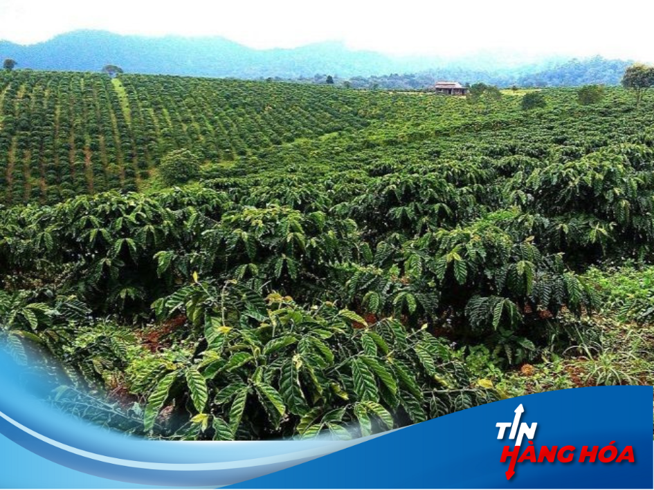 Cà phê Tây Nguyên: Từ 'ngủ quên' đến 'tỏa sáng'